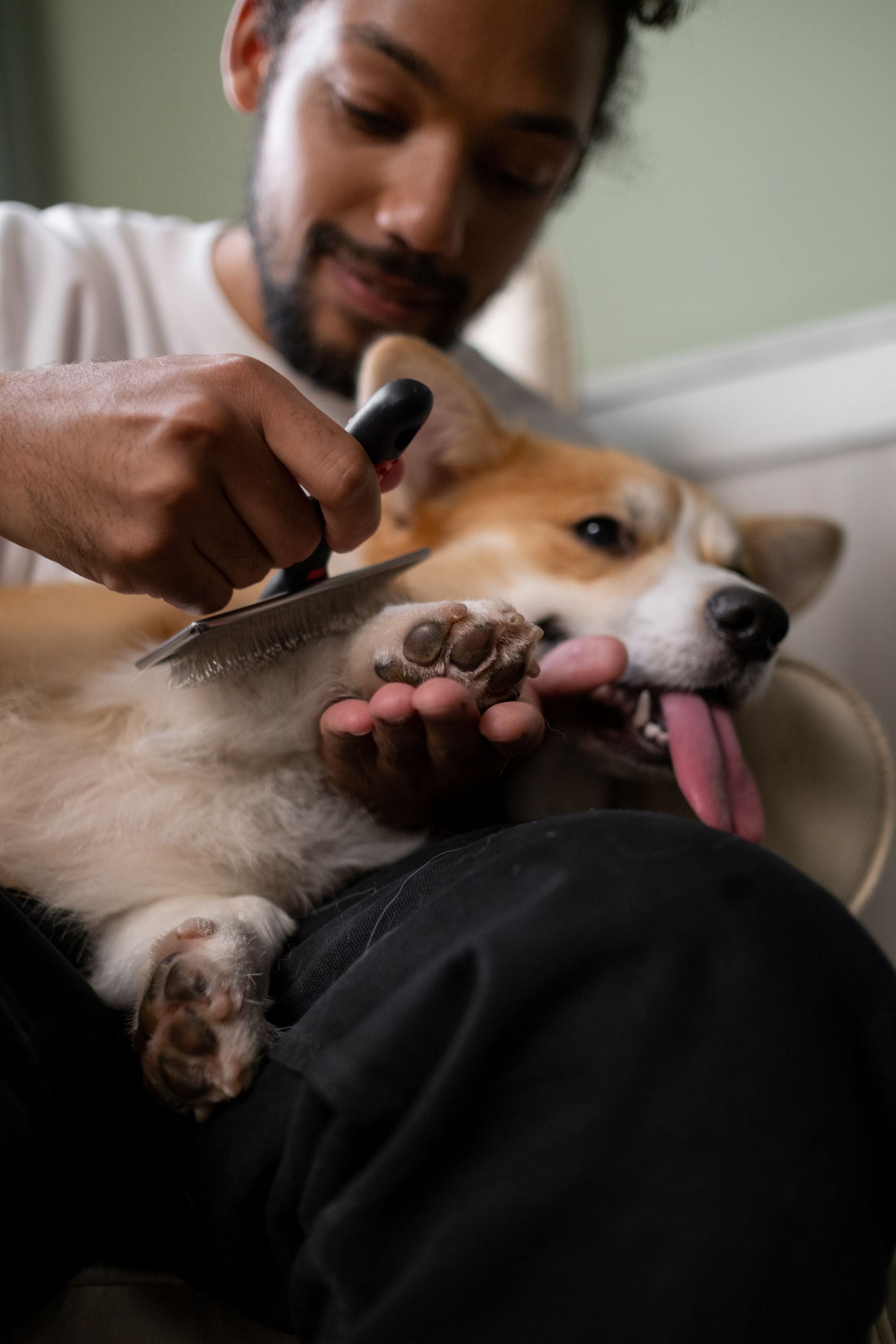 Corgi being brushed with a slicker grooming brush