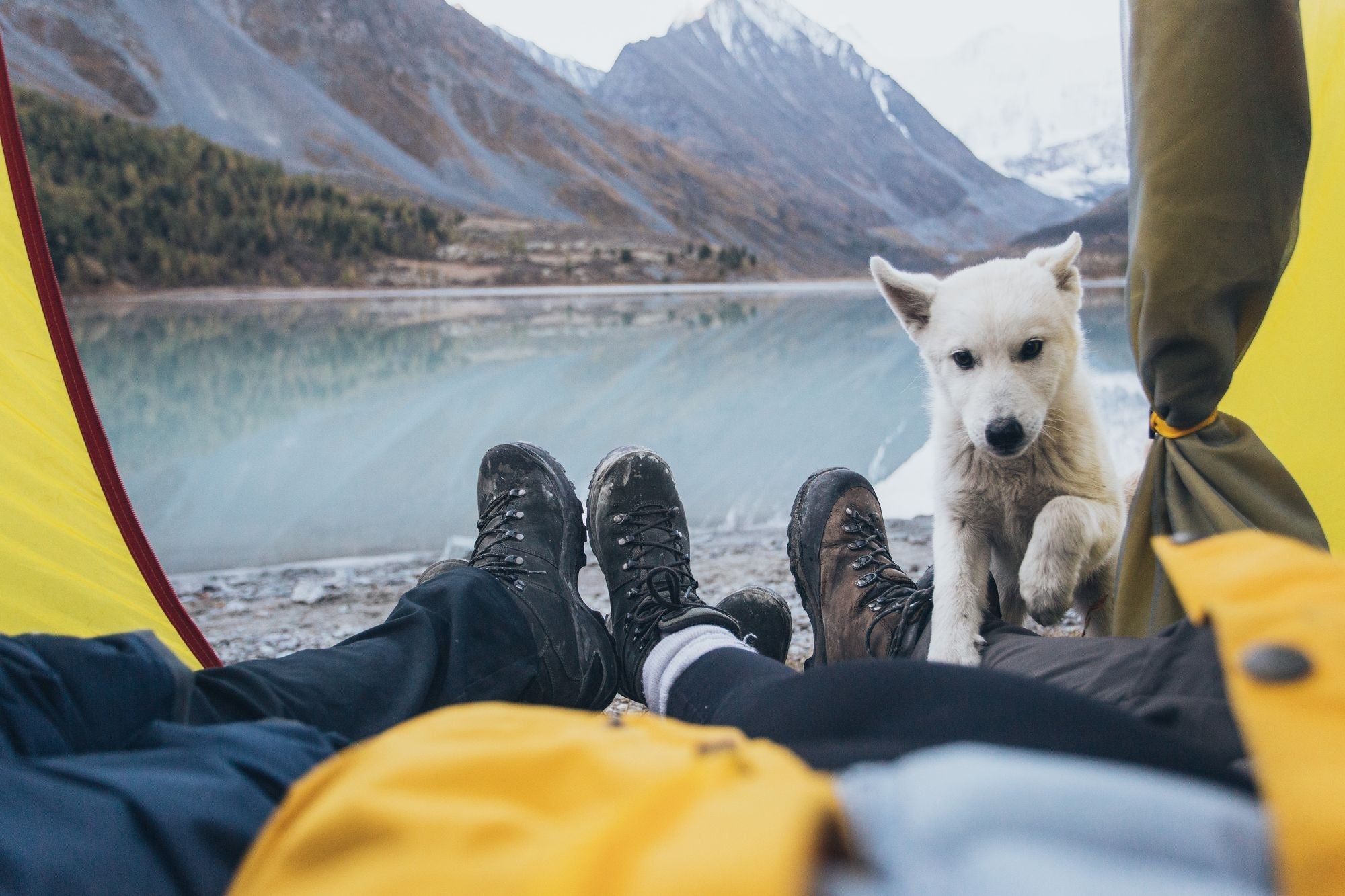 White dog joining campers inside a tent overlooking a mountain lake