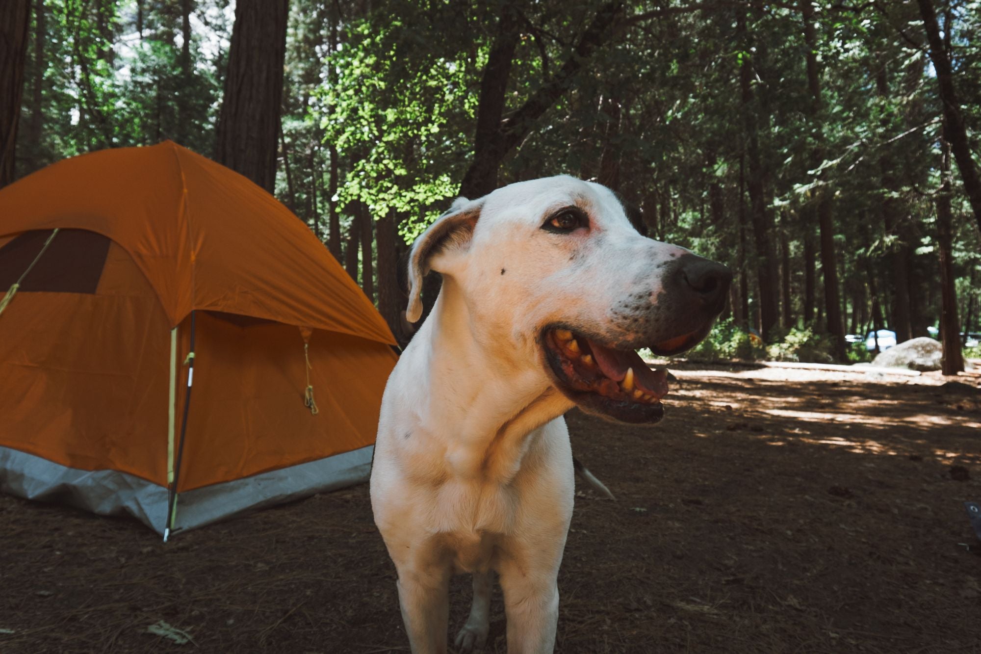 Happy dog at a forest campsite in front of an orange tent