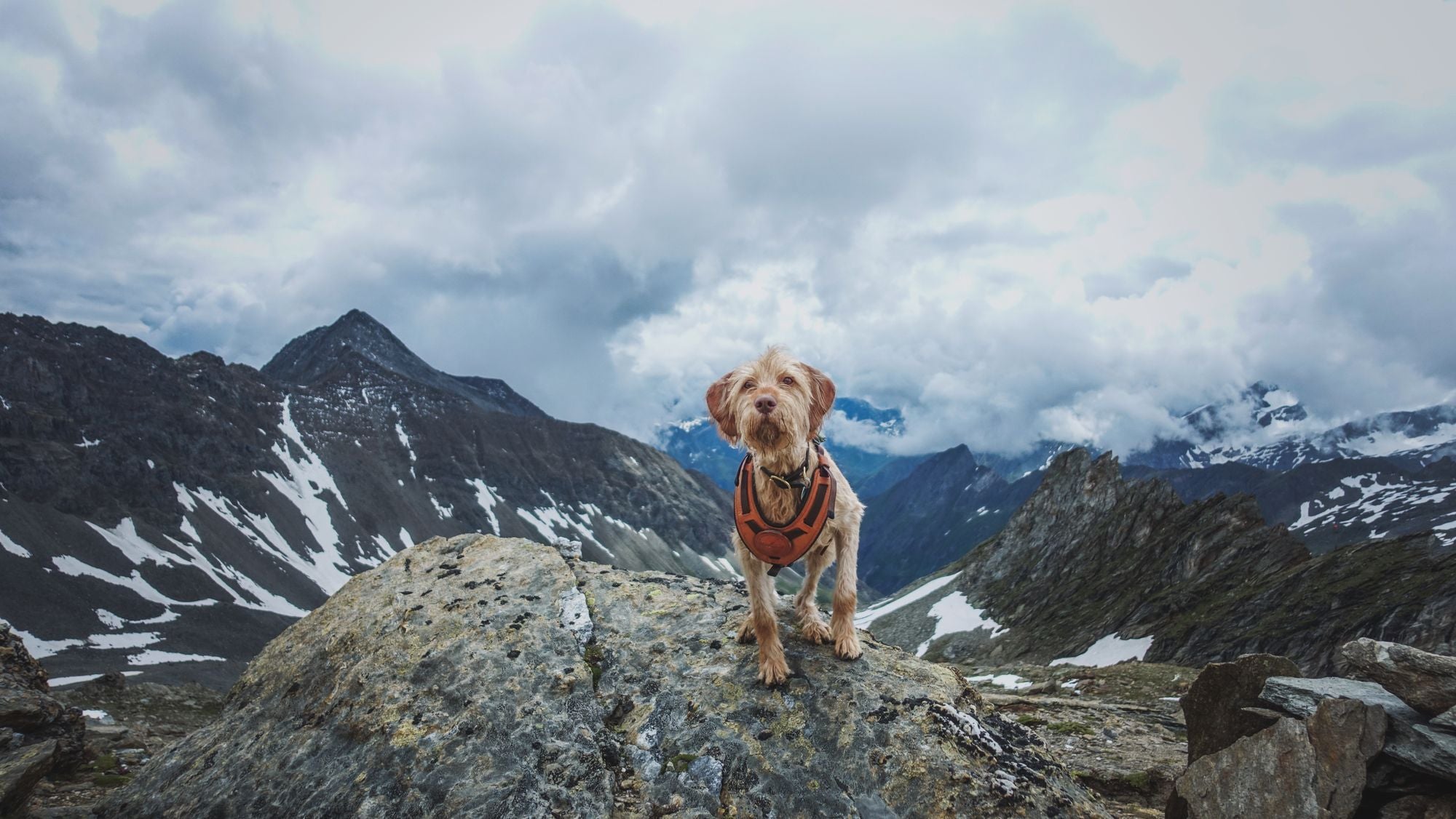 Dog in an orange harness standing on a boulder before snowy mountain peaks